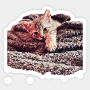 Kitten cuteness Sticker